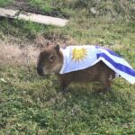 ¿Es legal tener un Carpincho de mascota en Uruguay?